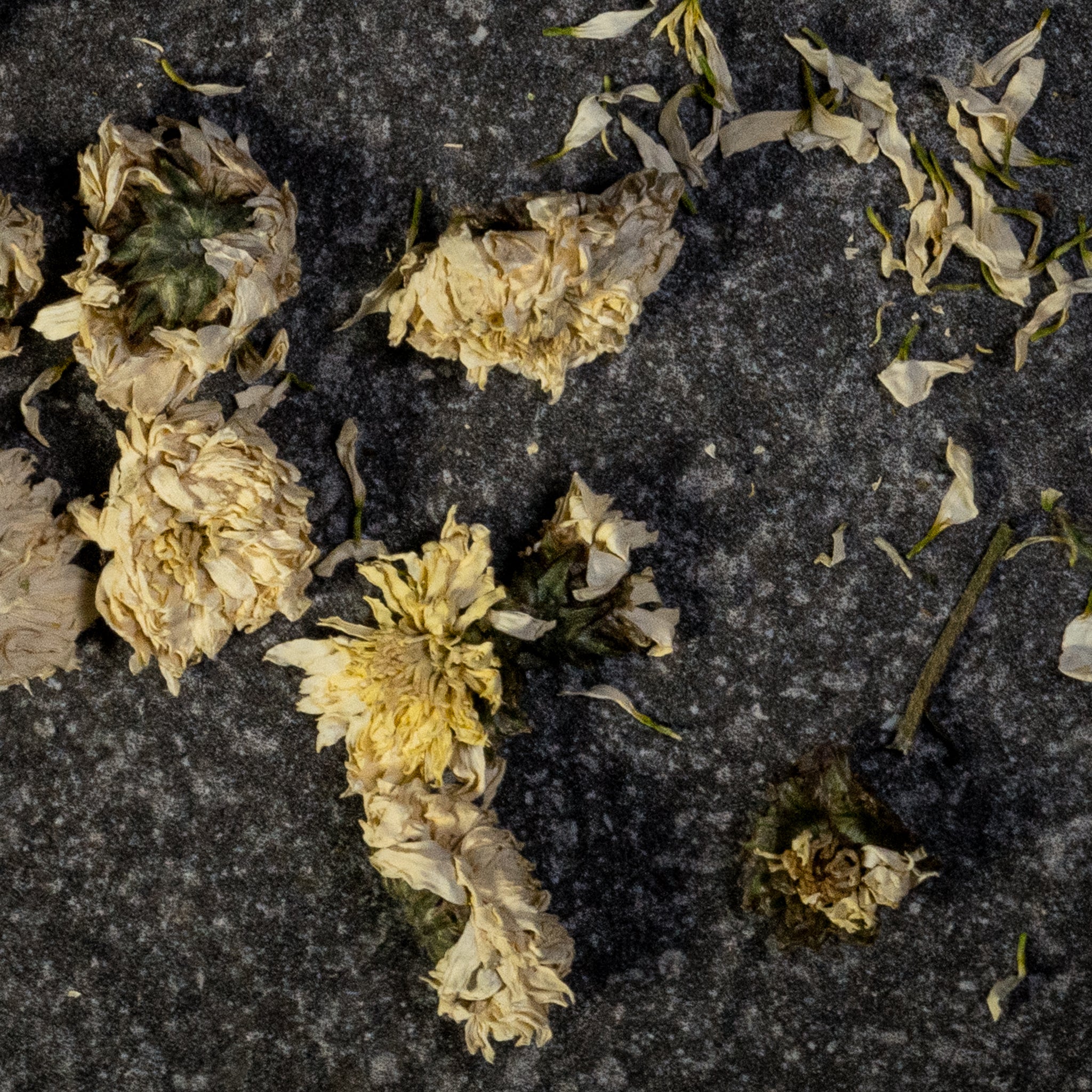 Chrysanthemum Flowers