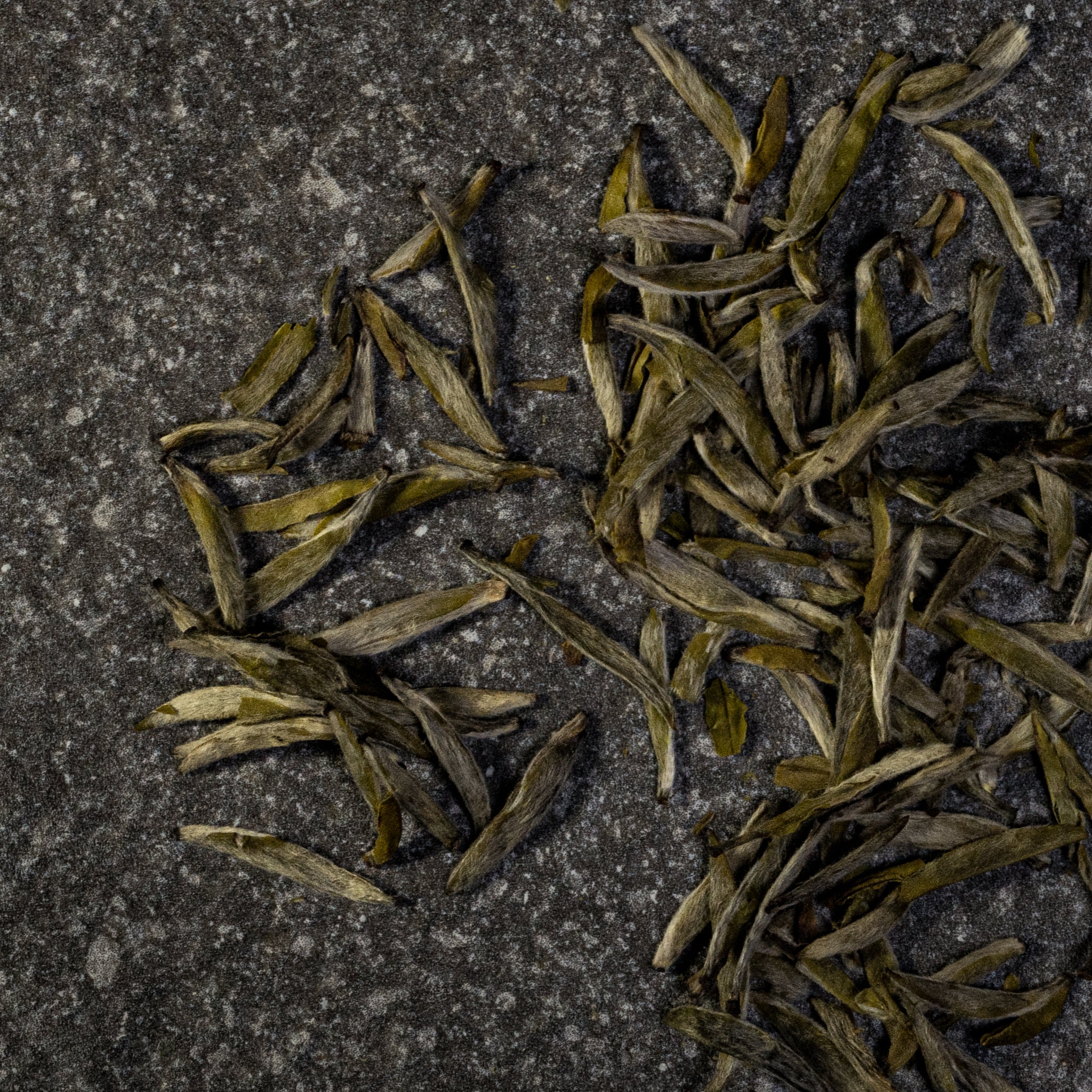 Orchid Silver Needle